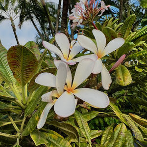 Meet your Posher, Samara